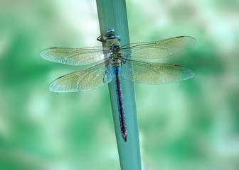 Anax imperator (female) Blue Emperor