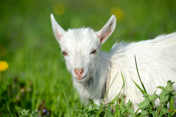Obraz premium Funny white baby of goat on the green grass