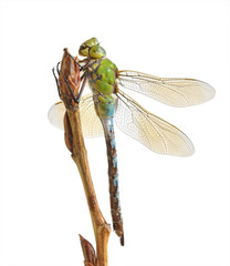 Dragonfly Anax imperator (female) Blue Emperor