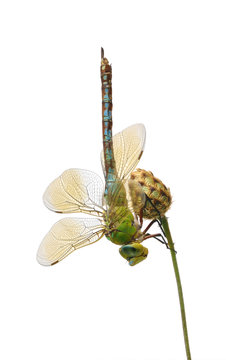 Dragonfly Anax imperator (female) Blue Emperor