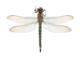 Dragonfliy Brachytron pratense (female)
