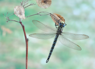 Brachytron pratense