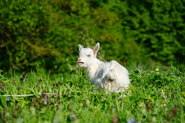 Funny white baby of goat on the green grass
