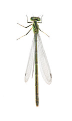 Dragonfly Coenagrion hastulatum (female)