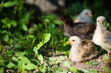 Little chicken on the grass
