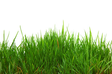 Obraz premium Wunderschönes Gras