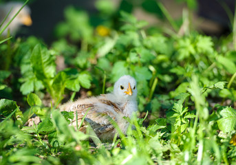 Little chicken on the grass