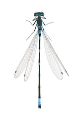 Dragonfly Coenagrion pulchellum (male)