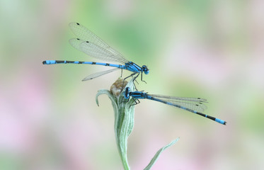 Enallagma cyathigerum (male)