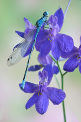 Enallagma cyathigerum (male)