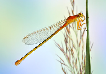 Ischnura pumilio (female, juvenile)