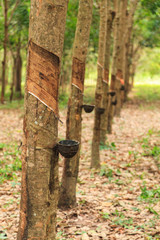 Para rubber tree