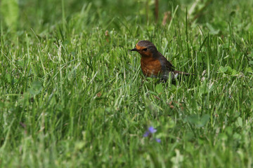 robin