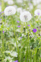 Fototapeta premium Spring dandelion