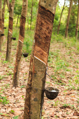 Para rubber tree