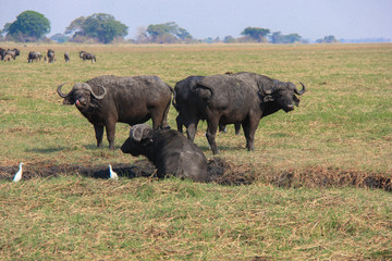 Cape buffalo in muddy creek, Zambia