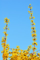 Yellow golden rain flowers blooming in spring with blue sky