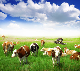 Cows grazing on pasture