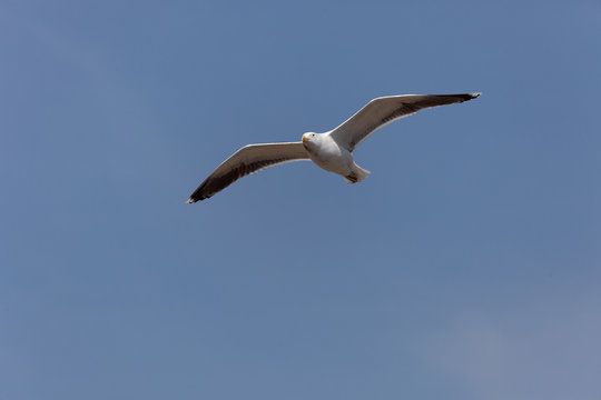 Larus marinus - Go&eacute;land marin - Great Black-backed Gull