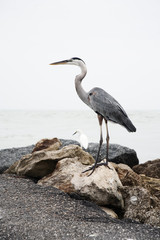 Great blue heron standing on the rocks