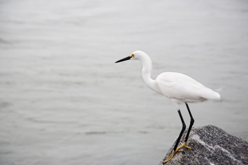 white snow egret  by the ocean