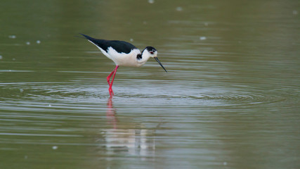 Black-winged Stilt
