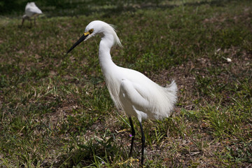 close portrait of a white snow  egret