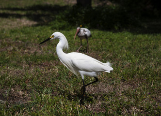 white snow egret and ibis