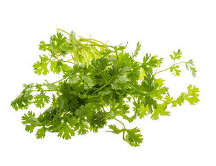 Coriander leaves