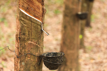 Milk of rubber tree