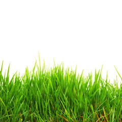 Gras auf weisser Fläche