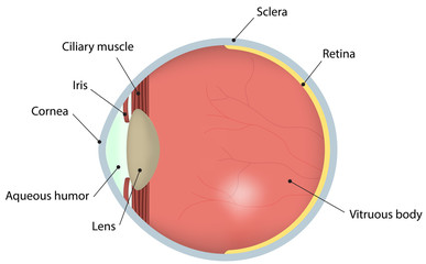 Eye Cross Section Labeled