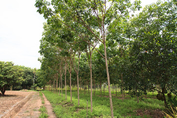 Obraz premium Para rubber tree