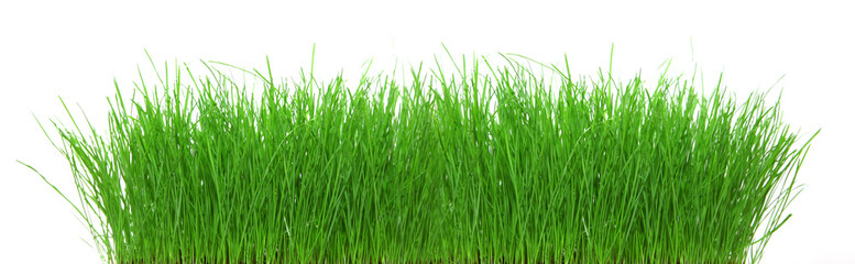 Fototapeta na wymiar Freigestelltes Gras