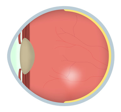 Eye Cross Section
