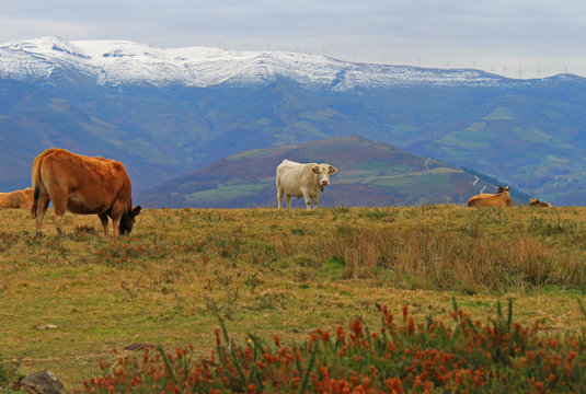 Vacas