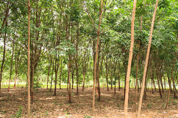 Para rubber tree