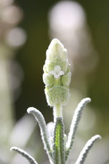 Lavender Bud