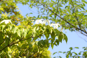Fototapeta na wymiar Japanese Flowering Dogwood - ヤマボウシ