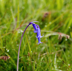 Bluebell © suerob