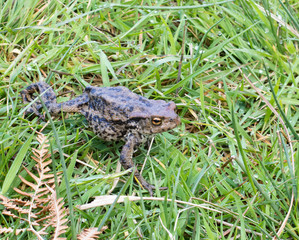 Toad walking