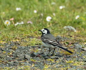 White Wagtail
