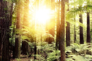 Fototapeta na wymiar Sun light shining bright in redwood forest