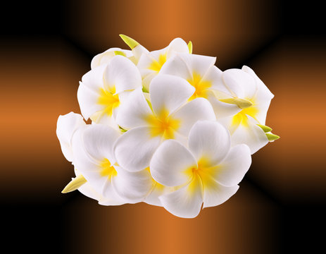 frangipani flower