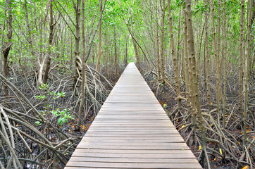 Fototapeta premium Wooden bridge and mangrove forest ,chanthaburi thailand