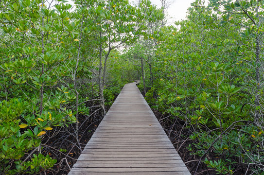 Fototapeta Wooden pathway in mangrove forest ,chanthaburi thailand