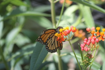 monarch butterfly and butterflyweed