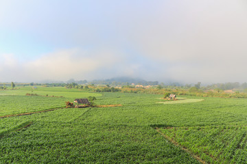 Fototapeta premium Landscape of corn fields
