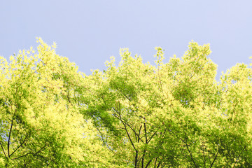 Obraz premium 新緑