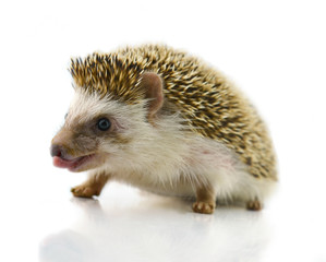 Hedgehog isolate on white background